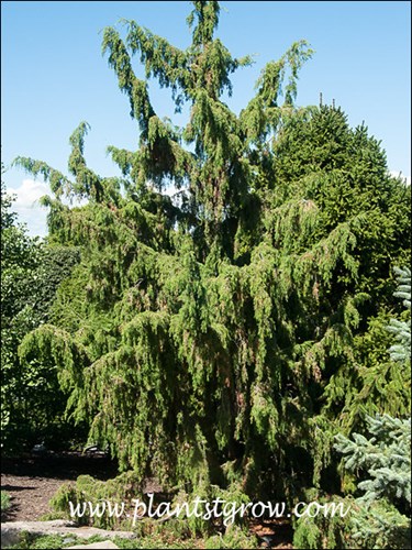This image illustrates the weeping open form of the plant.